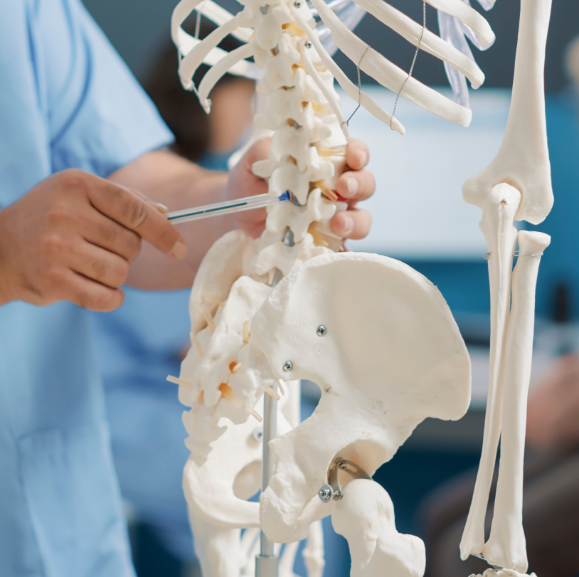 doctor showing a spinal injury on a medical skeleton