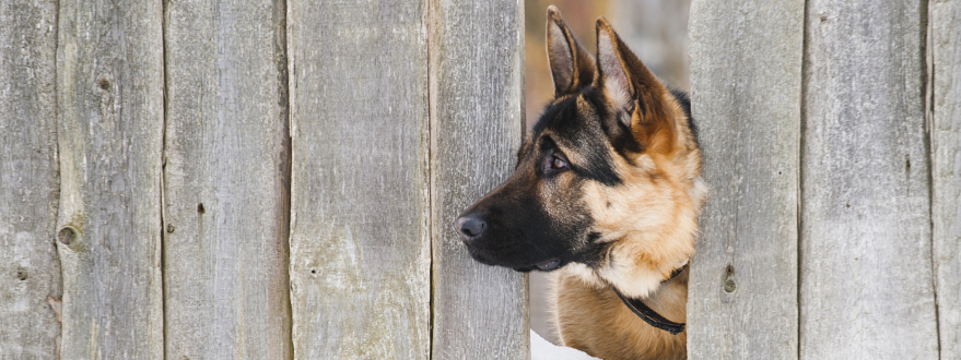 German Shepherd looking through a fence